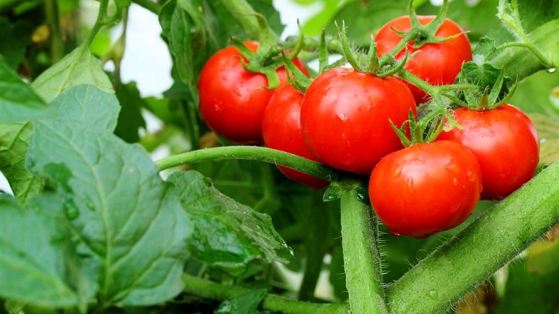 We will tell and show you how to grow a tomato Explosion and what to do to get a rich harvest of tomatoes