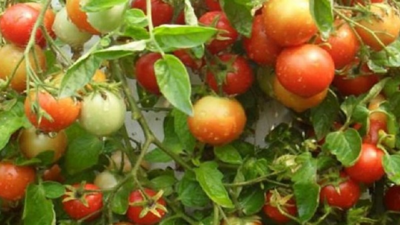 We will tell and show you how to grow a tomato Explosion and what to do to get a rich harvest of tomatoes