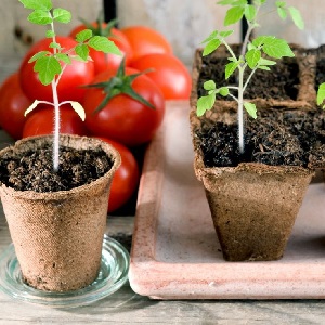 We will tell and show you how to grow a tomato Explosion and what to do to get a rich harvest of tomatoes