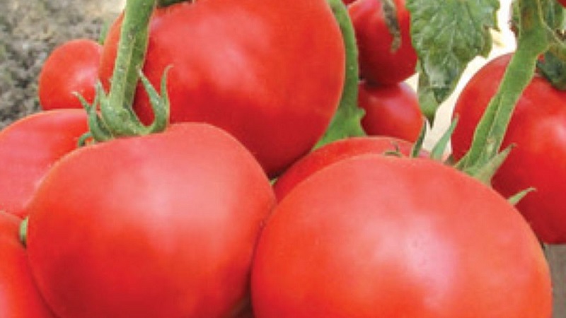We will tell and show you how to grow a tomato Explosion and what to do to get a rich harvest of tomatoes