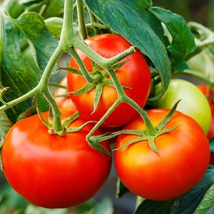 We will tell and show you how to grow a tomato Explosion and what to do to get a rich harvest of tomatoes