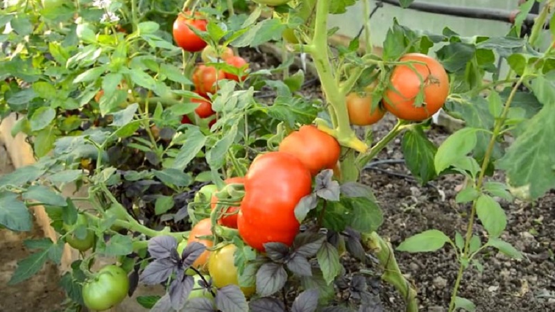 We will tell and show you how to grow a tomato Explosion and what to do to get a rich harvest of tomatoes
