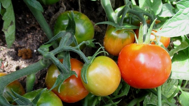 We will tell and show you how to grow a tomato Explosion and what to do to get a rich harvest of tomatoes