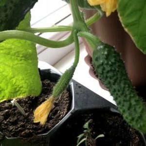 How to grow cucumbers on a windowsill in an apartment: technology for growing a rich harvest