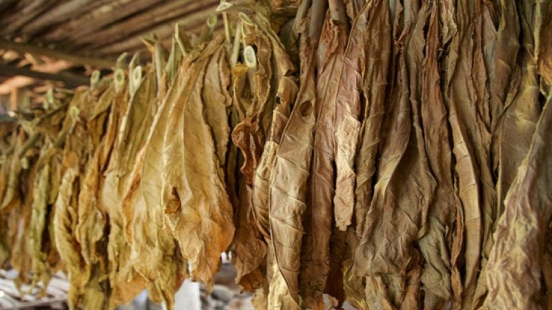 What are the varieties of tobacco that do not require fermentation