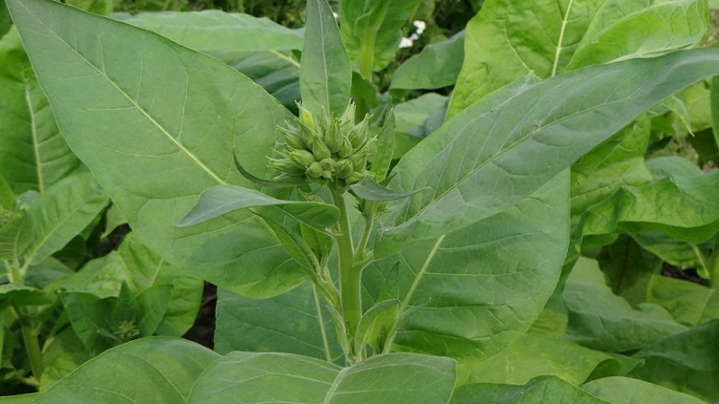 What are the varieties of tobacco that do not require fermentation