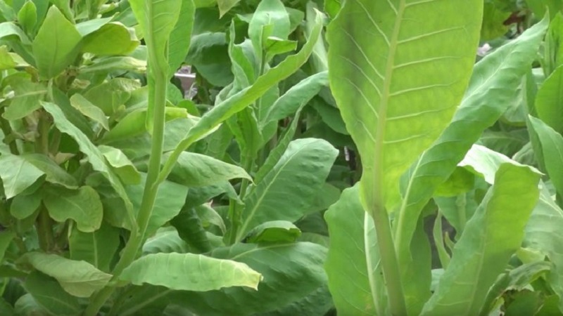 What are the varieties of tobacco that do not require fermentation