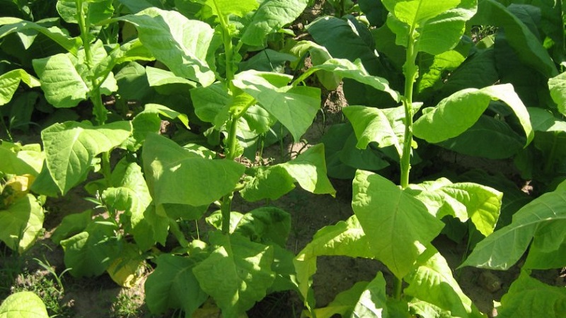 What are the varieties of tobacco that do not require fermentation