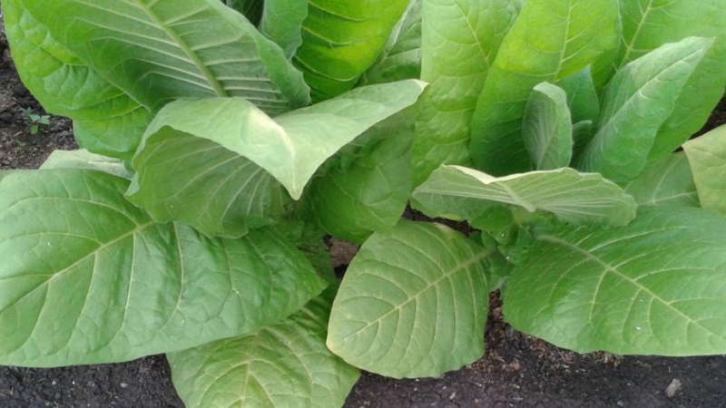 What are the varieties of tobacco that do not require fermentation