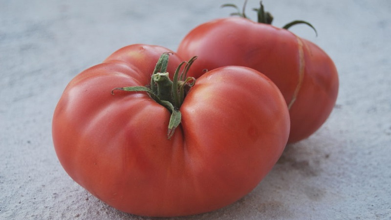 What yields can you expect from a honey tomato outdoors