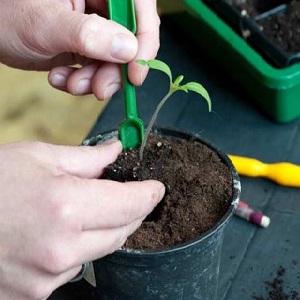 What yields can you expect from a honey tomato outdoors