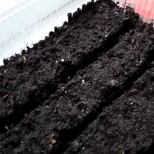 What yields can you expect from a honey tomato outdoors