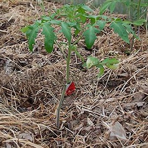 What yields can you expect from a honey tomato outdoors