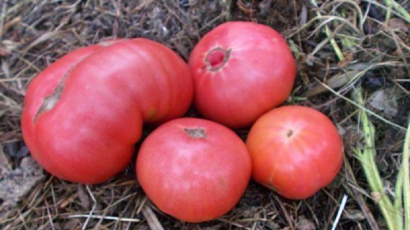 What yields can you expect from a honey tomato outdoors
