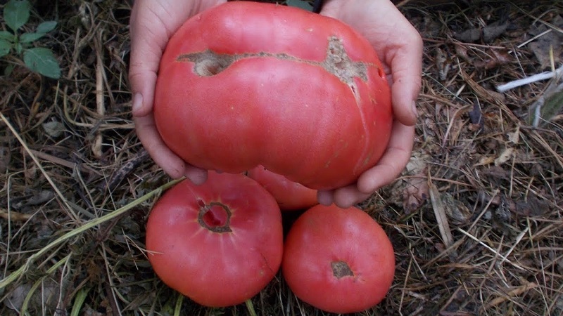 What yields can you expect from a honey tomato outdoors