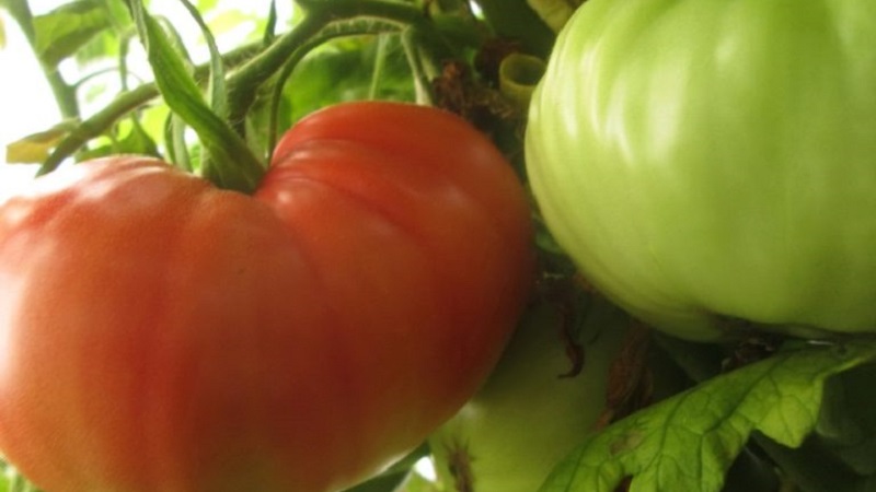 What yields can you expect from a honey tomato outdoors