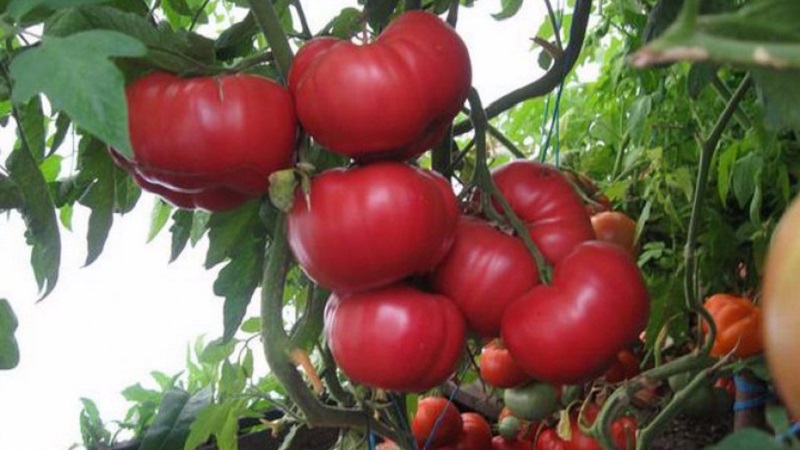 What yields can you expect from a honey tomato outdoors