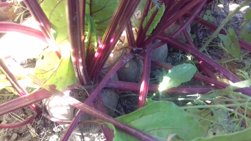 When to remove beets from the garden for storage: harvest on time