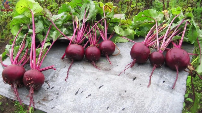 When to remove beets from the garden for storage: harvest on time
