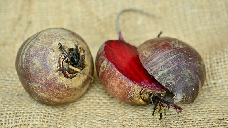 When to remove beets from the garden for storage: harvest on time