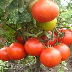 Review of an early hybrid tomato Summer Garden f1: reviews of summer residents and instructions for growing a hybrid