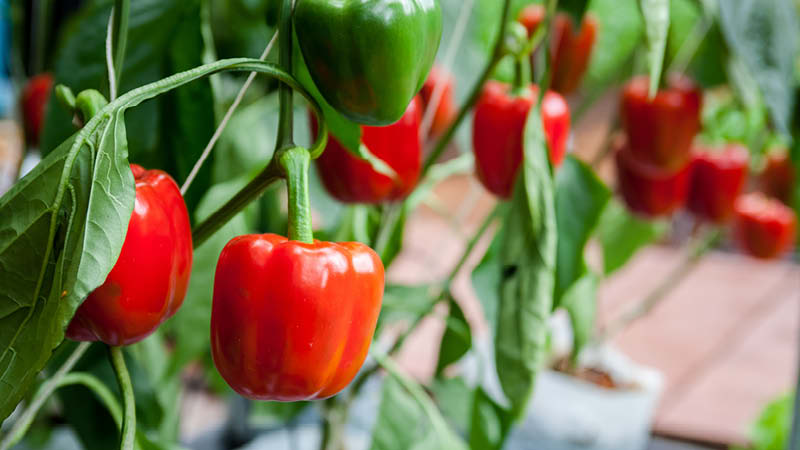 The best hybrids and varieties of peppers for polycarbonate greenhouses