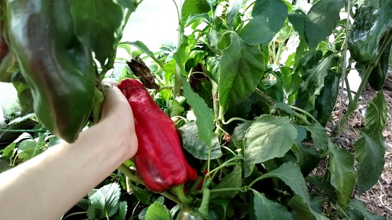 The best hybrids and varieties of peppers for polycarbonate greenhouses