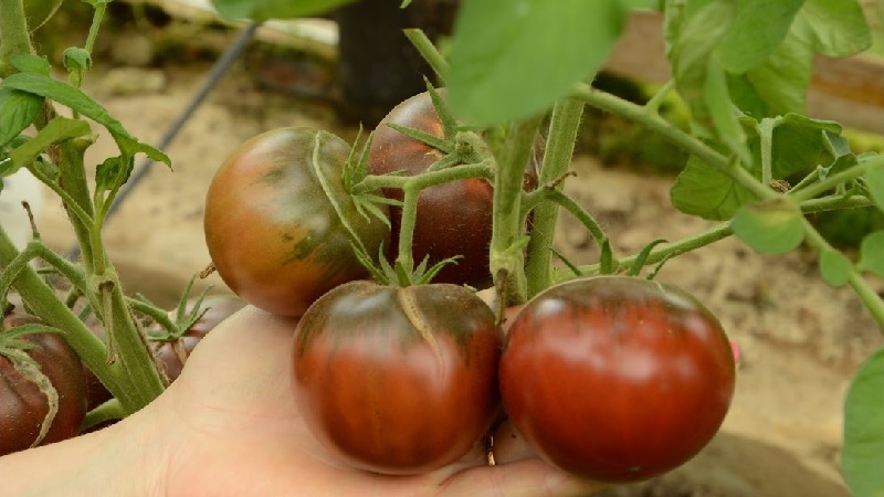 Tomato Mikado loved by summer residents with a rich palette of subspecies and strong immunity - we grow ourselves without hassle