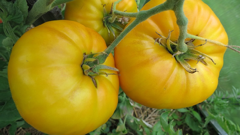 Tomato Mikado loved by summer residents with a rich palette of subspecies and strong immunity - we grow it ourselves without hassle