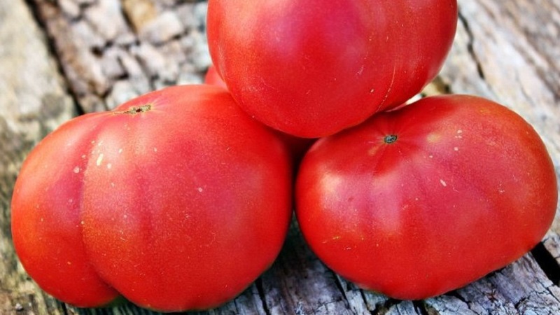 Tomato Mikado loved by summer residents with a rich palette of subspecies and strong immunity - we grow it ourselves without hassle