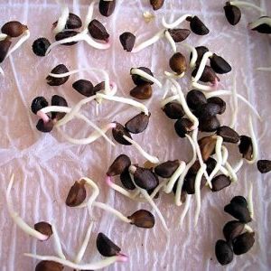 Is it possible to eat watermelon seeds and how are they useful for the body?