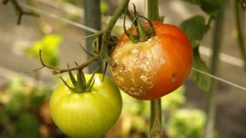 Is it possible to treat tomatoes with furacilin from late blight and what will be the effect?