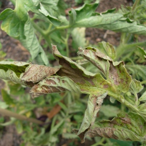 A reliable drug to guard the health of tomatoes - Penncoceb for processing tomatoes: instructions for use