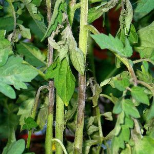 A reliable drug to guard the health of tomatoes - Penncoceb for processing tomatoes: instructions for use