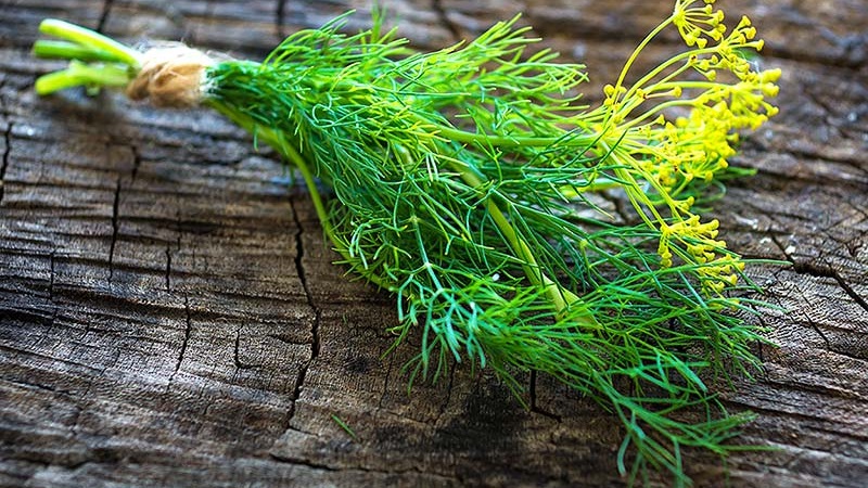 Review of the best varieties of dill for greens and umbrellas, recommendations for their correct choice