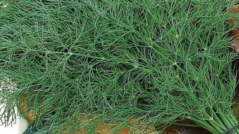 Review of the best varieties of dill for greens and umbrellas, recommendations for their correct choice