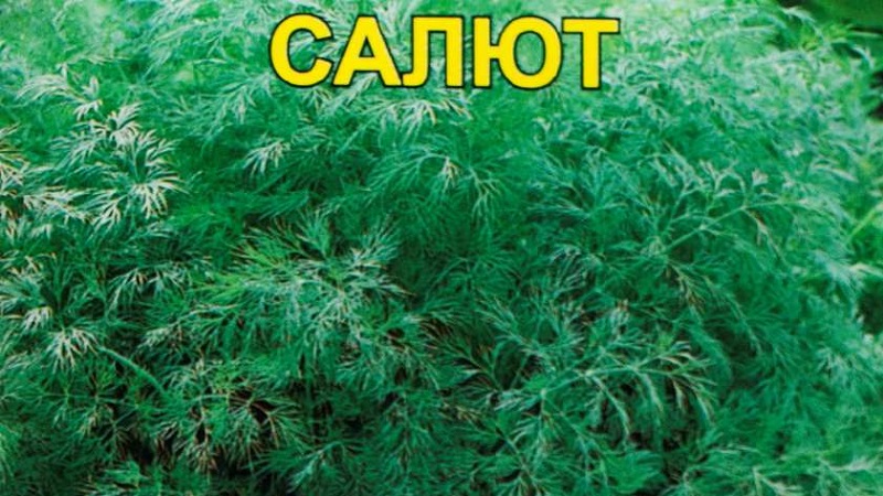 Review of the best varieties of dill for greens and umbrellas, recommendations for their correct choice