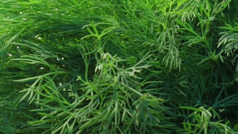 Review of the best varieties of dill for greens and umbrellas, recommendations for their correct choice