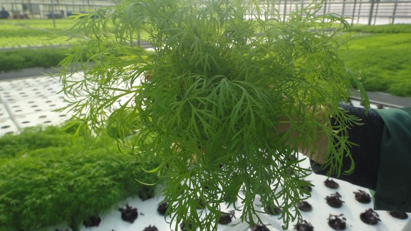 Review of the best varieties of dill for greens and umbrellas, recommendations for their correct choice