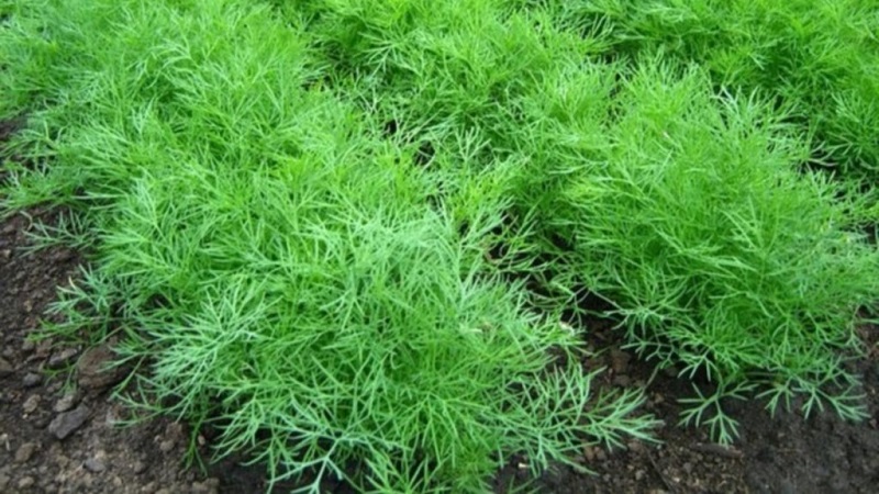 Review of the best varieties of dill for greens and umbrellas, recommendations for their correct choice