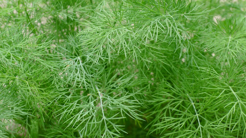 Review of the best varieties of dill for greens and umbrellas, recommendations for their correct choice