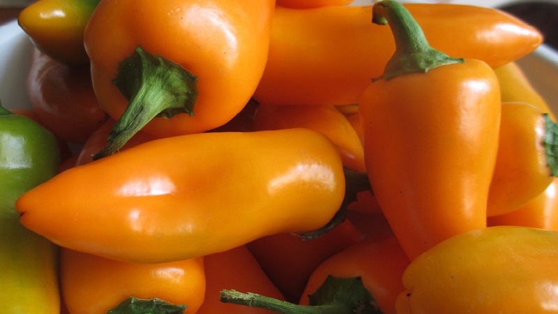 Very bright and surprisingly tasty Chanterelle pepper for preparations, delicious dishes and fresh consumption