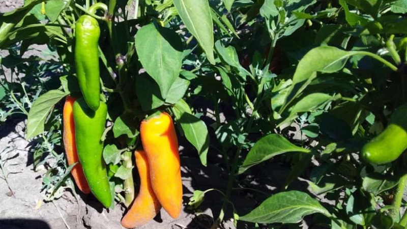 Very bright and surprisingly tasty Chanterelle pepper for preparations, delicious dishes and fresh consumption