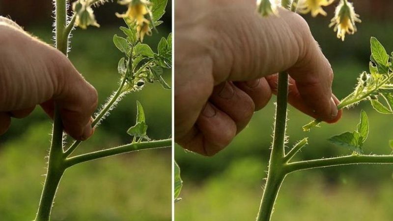 One of the most delicious varieties for fresh consumption is the Yellow Giant tomato