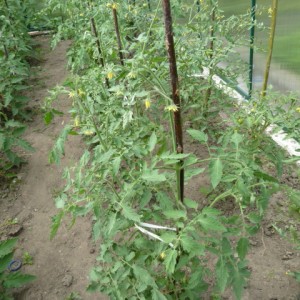 Why the color of tomatoes in the greenhouse falls: what to do to save your tomato crop