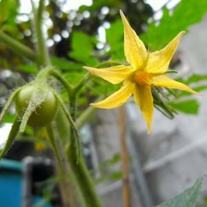 Why the color of tomatoes in the greenhouse falls: what to do to save your tomato crop