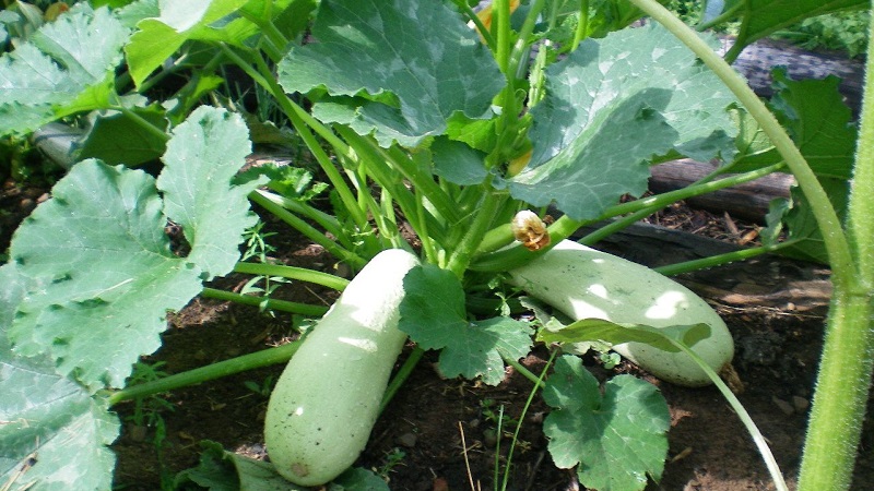 Domestic and imported bush marrow varieties: the most popular representatives and their features