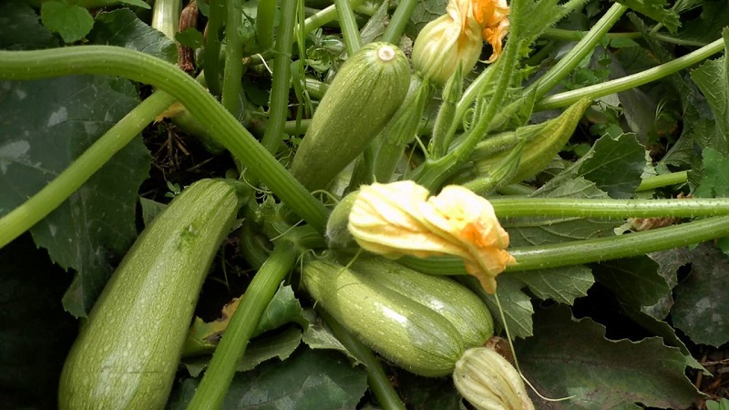 Domestic and imported bush marrow varieties: the most popular representatives and their features