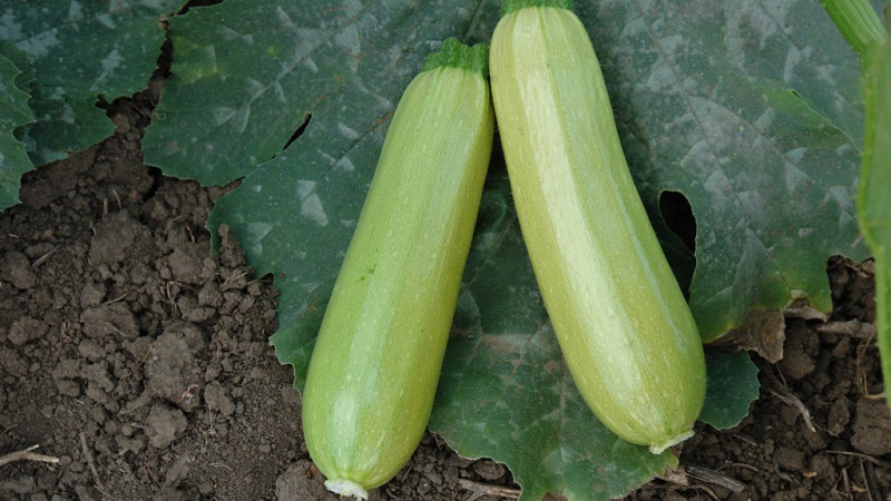 Domestic and imported bush marrow varieties: the most popular representatives and their features