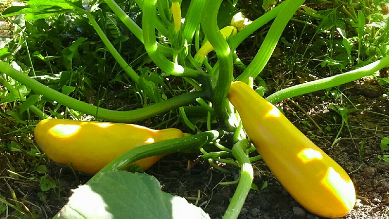 Domestic and imported bush marrow varieties: the most popular representatives and their features